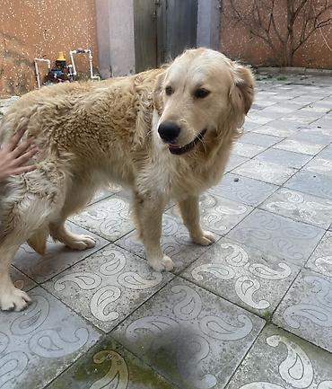 İtlər: Retriever, 2 il, Erkek, Peyvəndli, Pulsuz çatdırılma -da lalafo.az — 10 İtlər: Retriever, 2 il, Erkek, Peyvəndli, Pulsuz çatdırılma — 10
