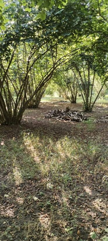 Torpaq sahələrinin satışı: 54 sot, Kənd təsərrüfatı, Kupça (Çıxarış) — 8