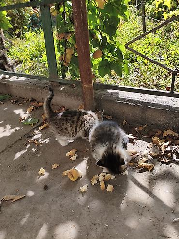 Животные: Отдам котят даром г.Балыкчы — 5