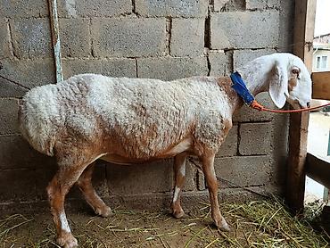 быки год: Продаю | Овца (самка) | Арашан | Для разведения — 1