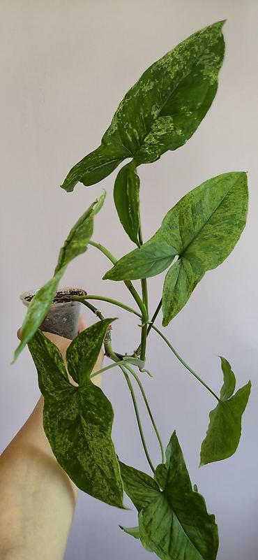 ev gulleri sekilleri: Syngonium mottled. Tez böyüyen, rahat bitki. Bazar günü metro üstüne — 1