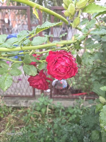 Aksesoari za kosu: Ukrasni leptir šnala – roze - Dekorativni leptir u intenzivnoj roze — 13