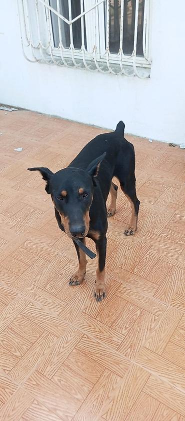 it üçün boyunbağı: Doberman, 10 ay — 4