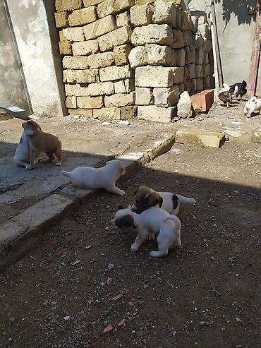 İtlər: Peyvəndli — 7