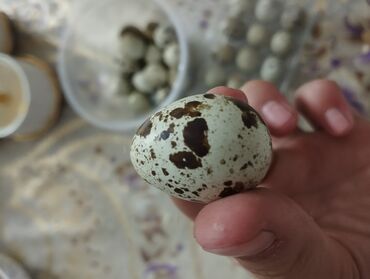 где можно купить клетку для попугая: Продам перепилка срочно полный комплект с клетками штук 106 1 штук 200