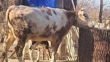 Inəklər, öküzlər: Dişi, Simental, il: 3, 450 kq — 9