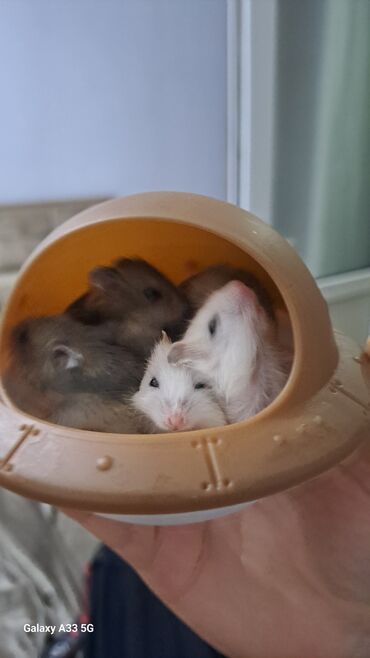 Saturn: Oglanda var qizda 3azn - Növ: cırtdan (cüce) hamster - Rənglər: ağ