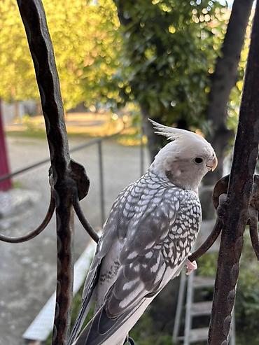 quş papuqay: Korella erkək, 8 aylıq tam rucnoy, dişləmir, kəndirə öygəşilmiş — 6