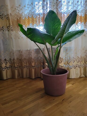 Удобрения: Alokasia 2 ededdi boyukdu tecilli satilir.memat ecemidedi