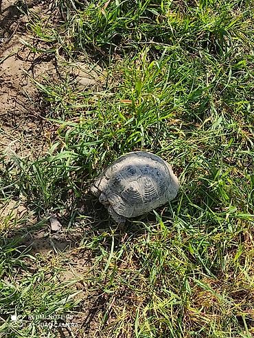 Другие животные: Tısbağa 🐢 Kaplumbağa Satılır quru tısbağası həyata bağ evləri üçün — 2