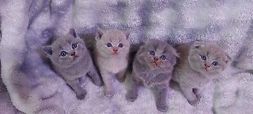 кошка маленкий: Шотландские котята (1 месяц) - Породы: скоттиш-страйт (мальчики) и — 3
