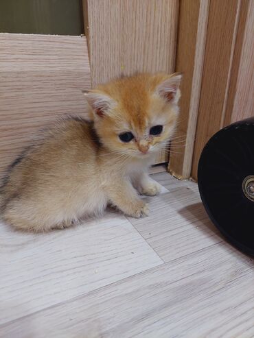 Pişiklər: Qızıl şinşilla, Erkək, Dişi, Yaxşı əllərə, Ünvandan götürmə — 11