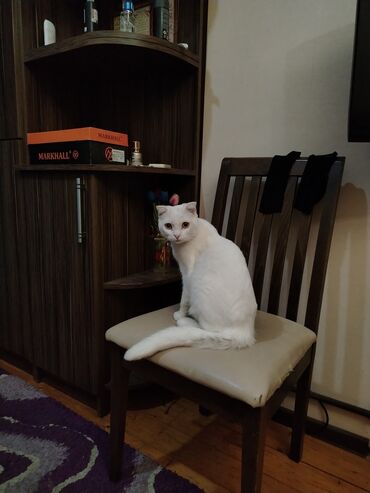 Pişiklər: Şotland yastı qulaq, Erkək, Yaxşı əllərə, Ünvandan götürmə — 12