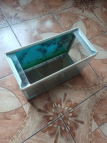 аквариум: Şüşə akvarium
Ölçüləri 35×22×16 — 3