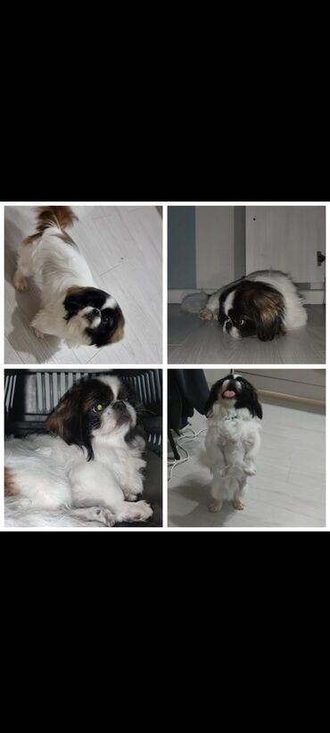 İtlər: Pekines, 1 il, Erkek, Peyvəndli, Ünvandan götürmə