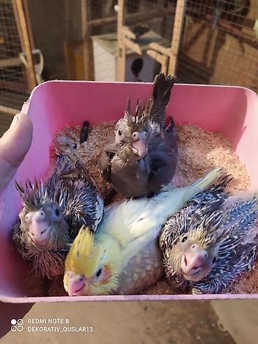 Tutuquşları: Salam. TAM SAĞLAM VİTAMİNLƏR PROFESSİONAL BİT DƏRMANİ VURULUB VƏ — 16