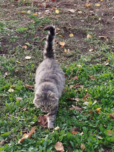 Цветы и букеты: Коробка с цветами в нежно‑розовой гамме. - Композиция в круглой — 9