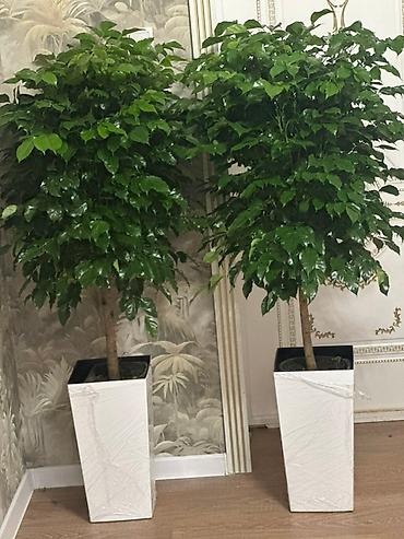 Комнатные растения: 🌿 Кофейное дерево (Coffea arabica) 🌿 Красивое, здоровое растение — — 3