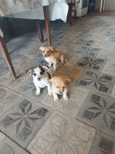itler afcarka: Pekines, 2 ay, Dişi
