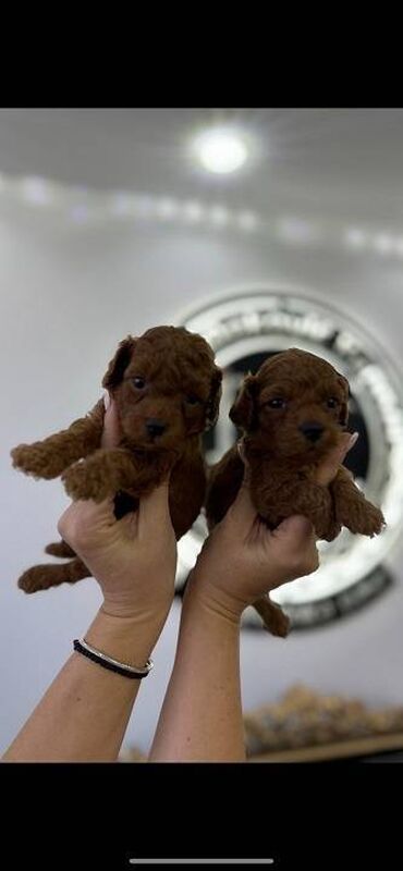 Psi: Pudle vrhinskog kvaliteta i genetike odgaivacnica registrovana u FCI — 2