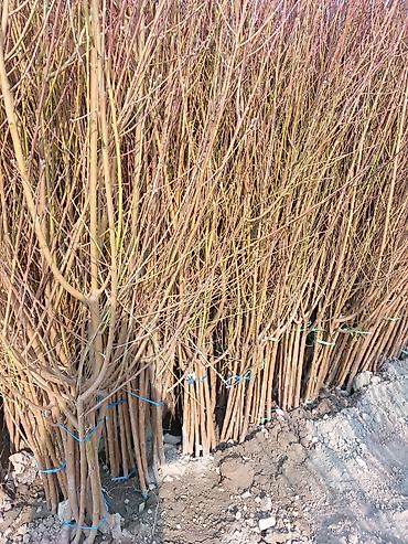 Малина: Малина — 8