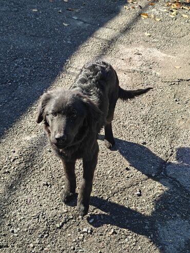 акустические системы lesko колонка в виде собак: Лабрадор-ретривер, 7 месяцев, Самец, С прививкой