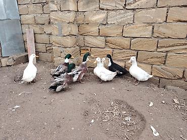 sezar qusu: Salam. Pekin və Yaşılbaş ördəkləri. Yumurtaya başlayıblar. Həm kəsimə — 2
