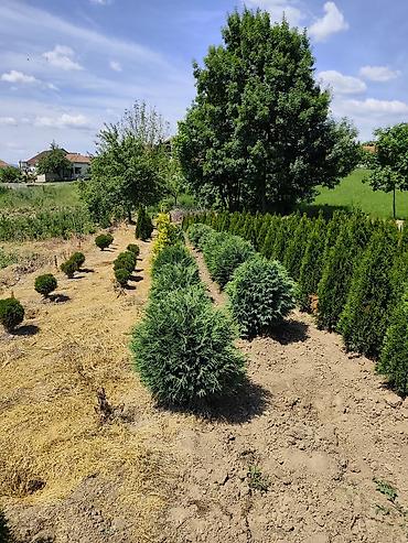 Semena i sadnice: Lovor višnja – sadnice u saksiji - Zimzelene sadnice Prunus — 8