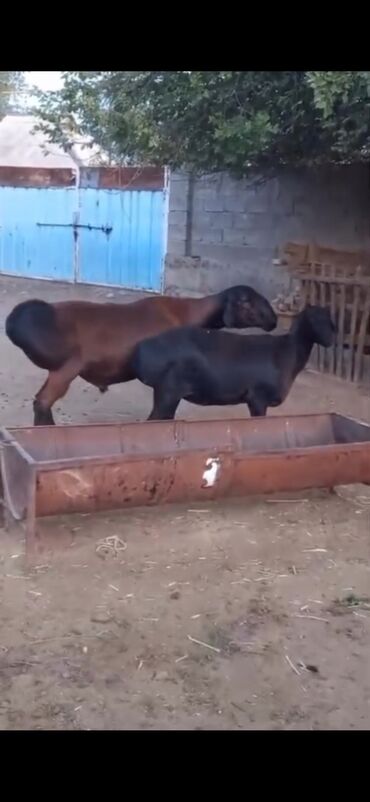 qurbanliq qoc: Erkək, il: 1