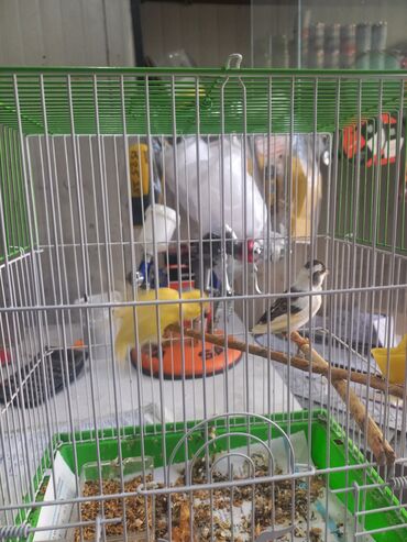 купить домик для кота: Quş qəfəsi vmə iki kiçik ötəri quş - Qəfəs: yaşıl dibli, üstü və