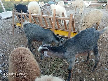 Heyvanlar: 2 baş Sani 2 baş Hələb.tam sağlam hündür heyvandır yanında 4-5aylq — 7