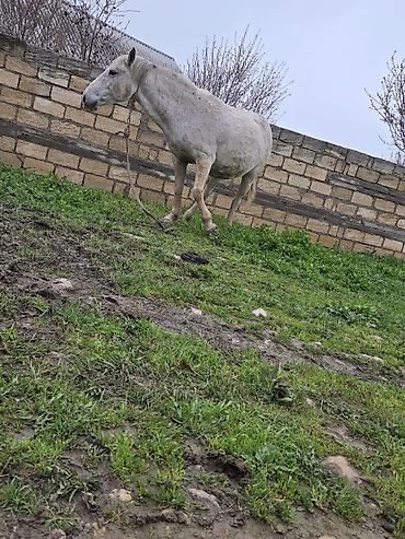 Atlar: Dişi, il: 7 — 21