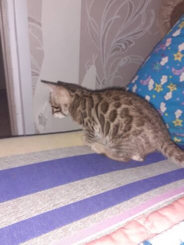 Продажа кошек: Бенгальская, 1 месяц, Мальчик, Черепаховый, Приучена к лотку — 9