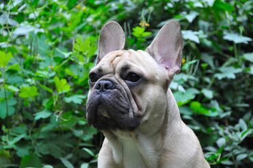 Вязка собак: Французский бульдог для вязки. Выставочный мальчик, привозной, даёт — 1