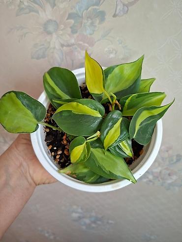 Сингониумы: Коллекция комнатных растений — подборка декоративно-лиственных — 24