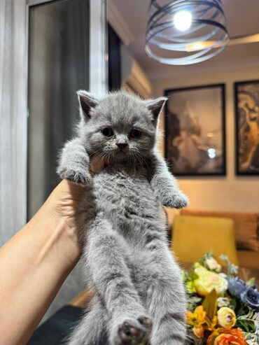 Pişiklər: Şotland — 2