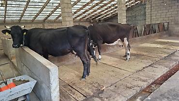 Коровы, быки: Продаю | Корова (самка) at lalafo.kg — 1 Коровы, быки: Продаю | Корова (самка) — 1