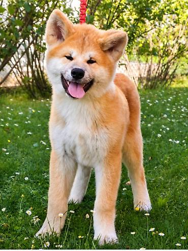 nemački ovčar: AKITA INU – VRHUNSKO FCI LEGLO | KUMA KAI KENNELS Odgajivačnica Kuma — 9