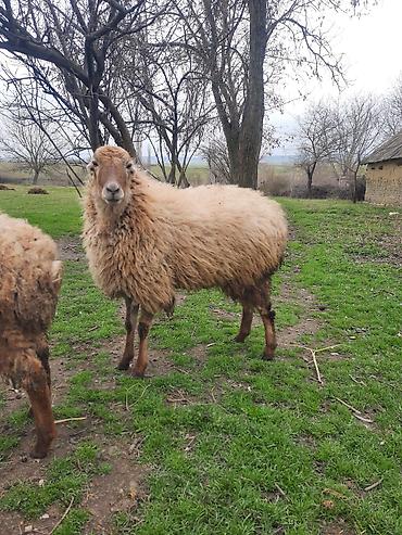 Qoyunlar, qoçlar: Şişək satılır -da lalafo.az — 4 Qoyunlar, qoçlar: Şişək satılır — 4