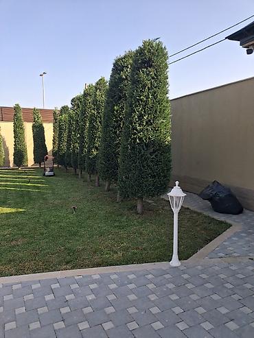 sxem: Canlı rulon qazon və landşaft abadlaşdırma xidməti - Rulon qazon — 9