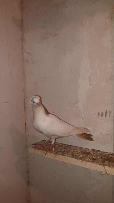 Göyərçinlər: Bawi kekili dizden cilpaq boynu qülü sari quyruqlar axi olanlarda var — 8