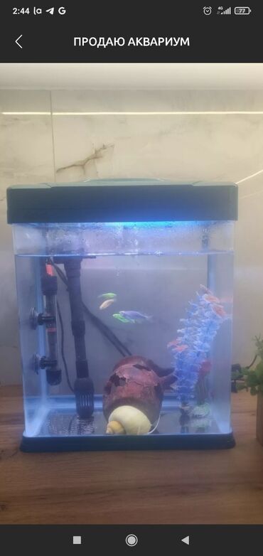аквариум с рыбами: Продаю аквариум 30 литров