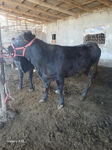 Коровы, быки: Продаю | Бык (самец) | На откорм | Привязанные — 8