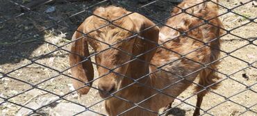 альпийская коза цена: Продаю | | Битал