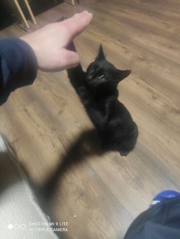 Pişiklər: Erkək, Cütləşmə üçün — 4