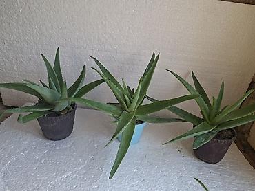 bamiyə bitkisi: Aloe vera (saksıda) - Növ: Aloe vera, ətirli, ətli yarpaqlı — 1