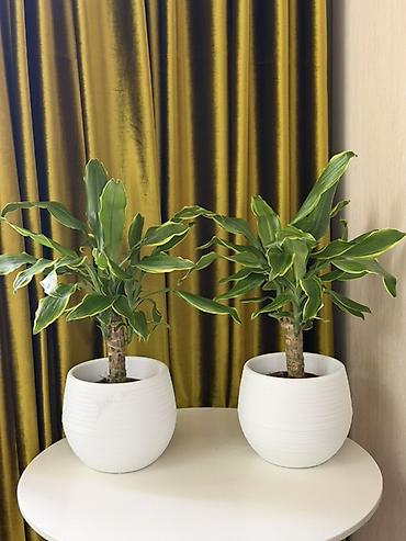 высокий кактус: 🌿 Драцена (үй өсүмдүгү) Жашыл, кооз, интерьерге абдан жарашат — Аба — 1