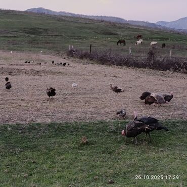 Hinduşka: Məhsul: Hind quşları (qarışıq rəngli sürü) Təsvir: - Təbii şəraitdə — 5