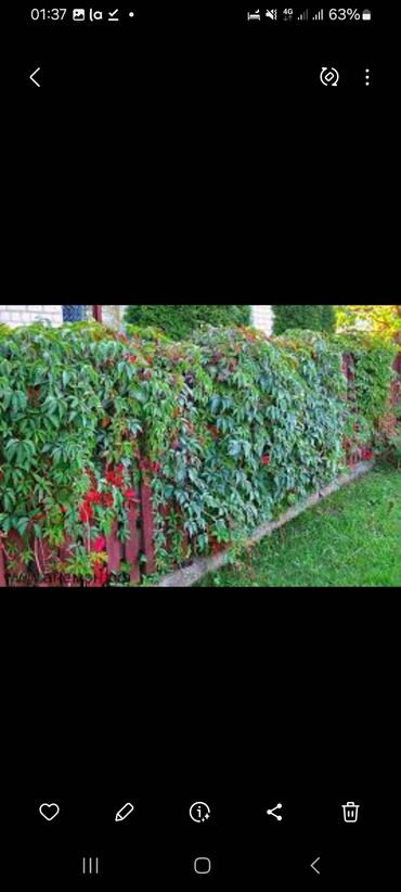 Декоративные цветы: Дикий виноград вьющийся, плетущийся как плющ Саженцы дикого винограда — 5