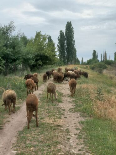 үй жаныбарлары: Сатам | Ургаачы кой (ургаачы)